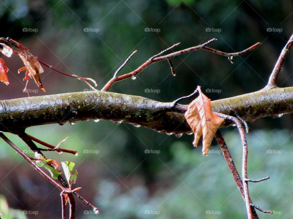 Weeping branch