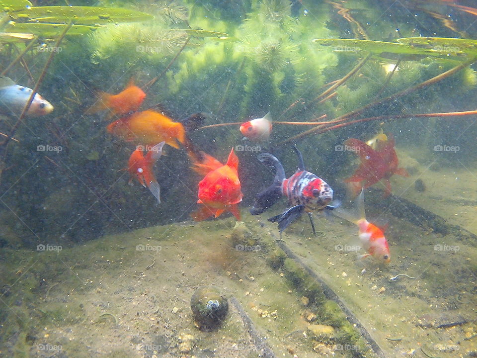 fishies