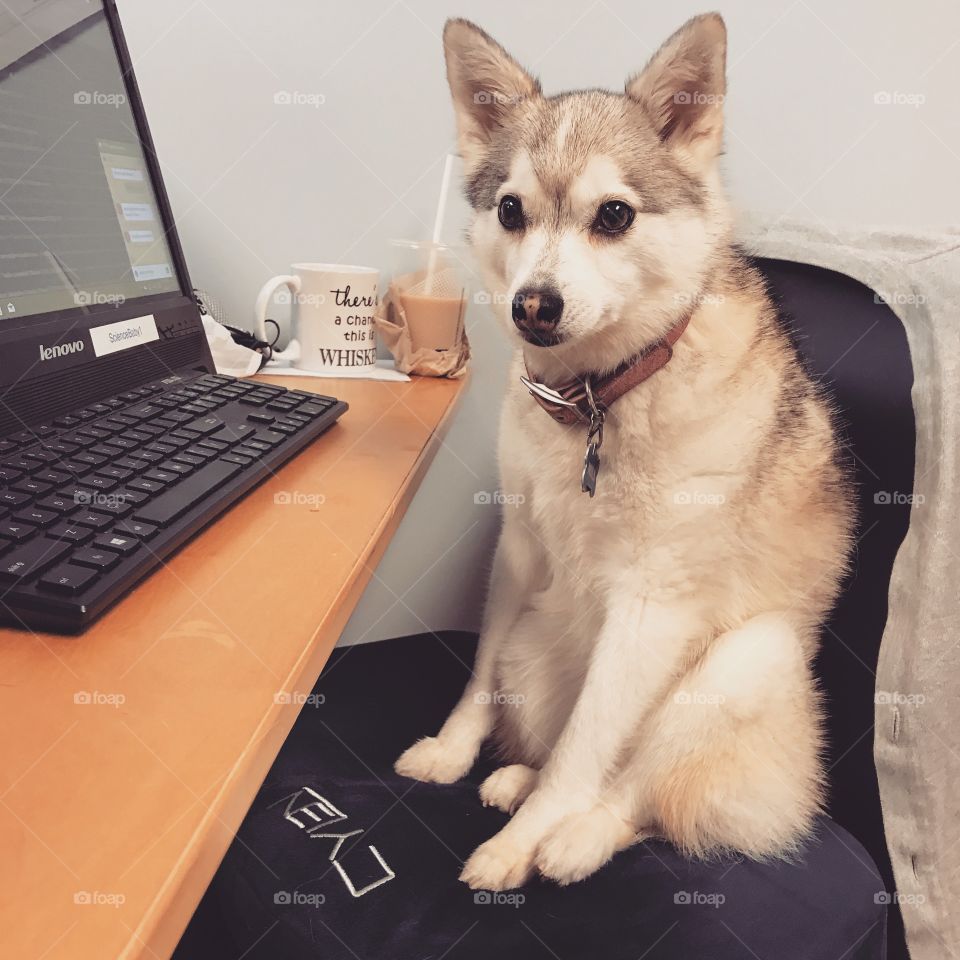 Ruff day at work