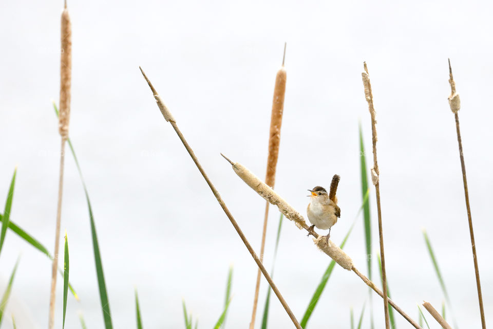 A Marsh Wren sings a song 