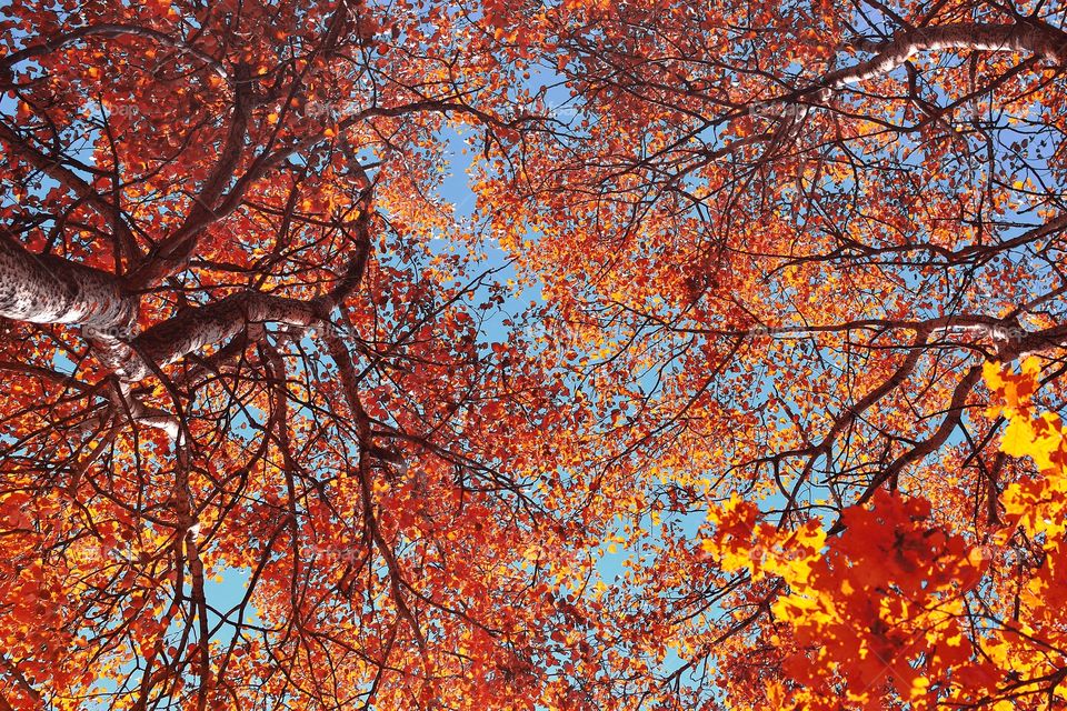 Low angle view of autumn trees