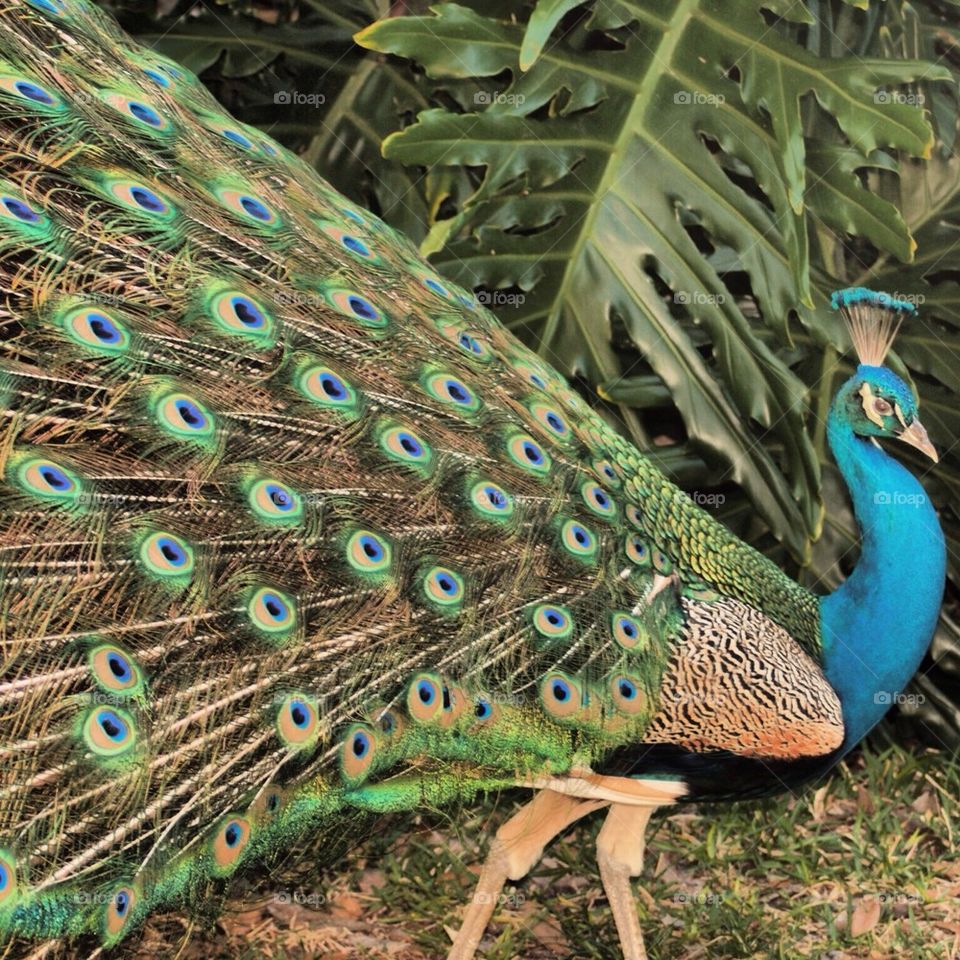 Peacock