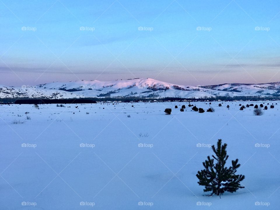 Lonely tree standing in nowhere during winter time 