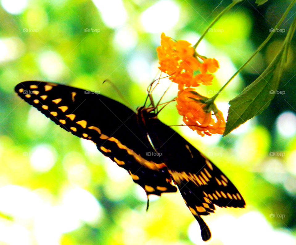 Flying beauty. Black swallow tail butterfly