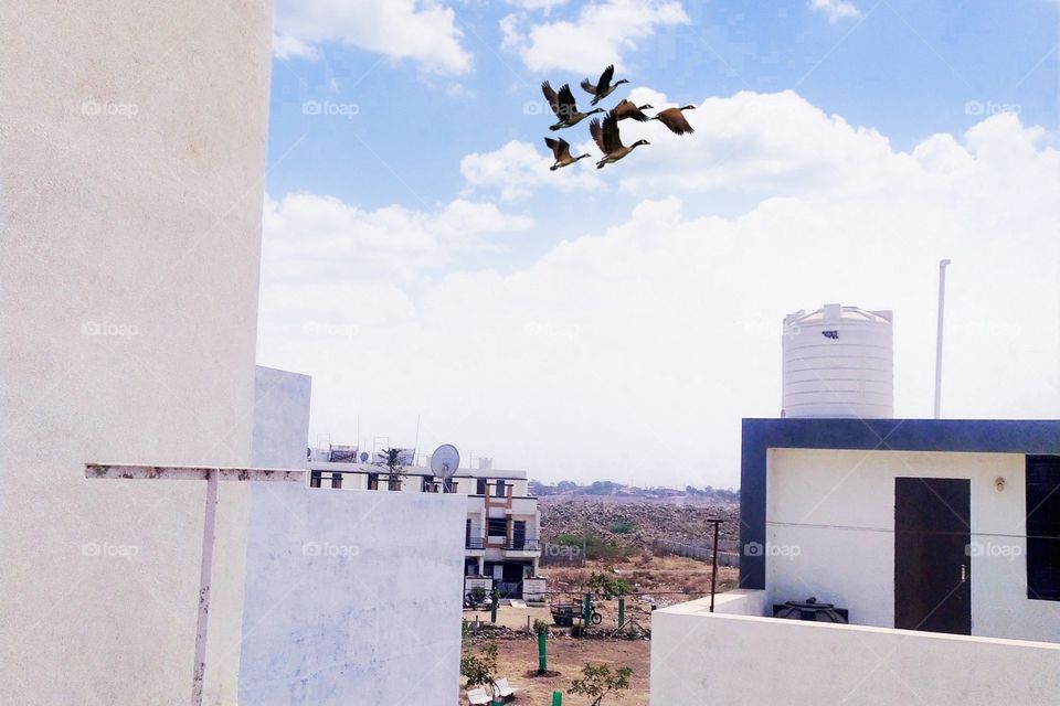 unknown birds flying in sky