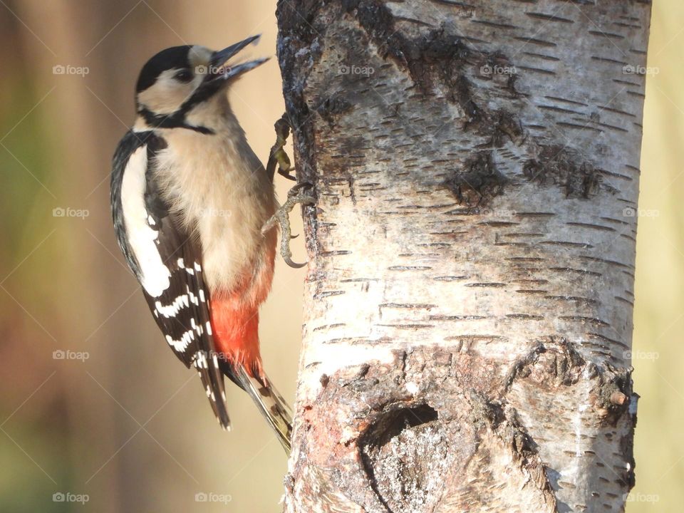 A woodpecker on a tree 
