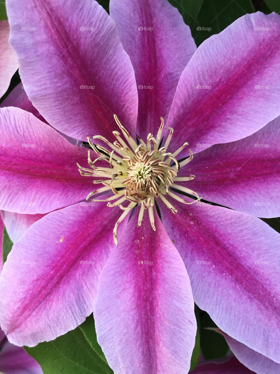 Clematis flower