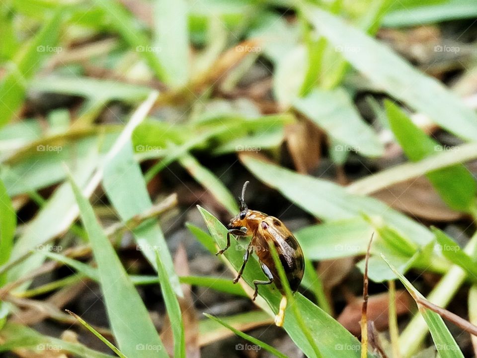 Beautiful bug