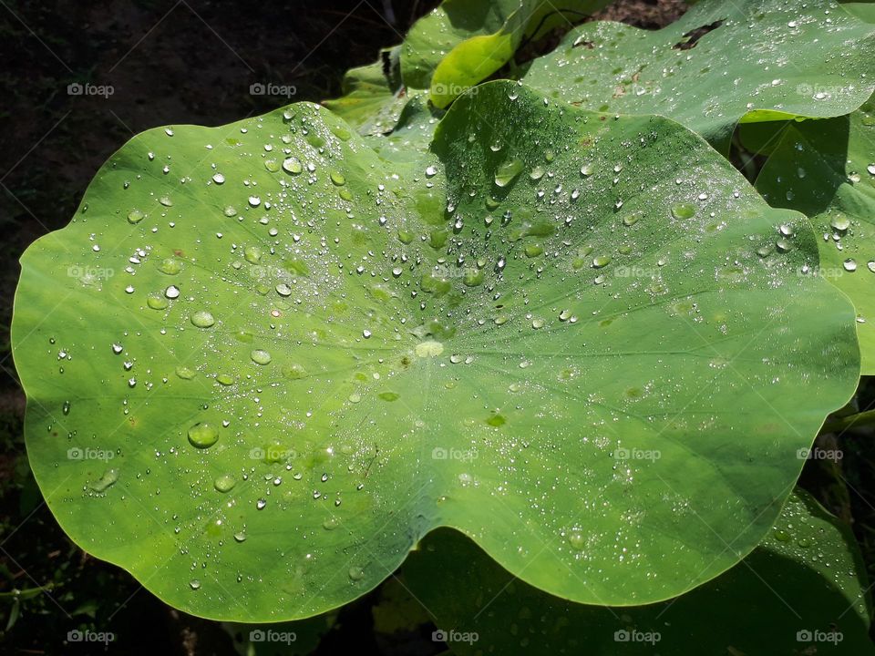 Dewdrop on lotus leaf