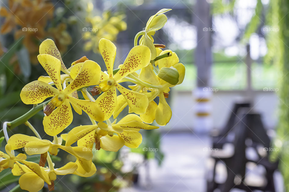 Beautiful yellow Orchid and patterned brown spots Background blurred leaves in the garden.