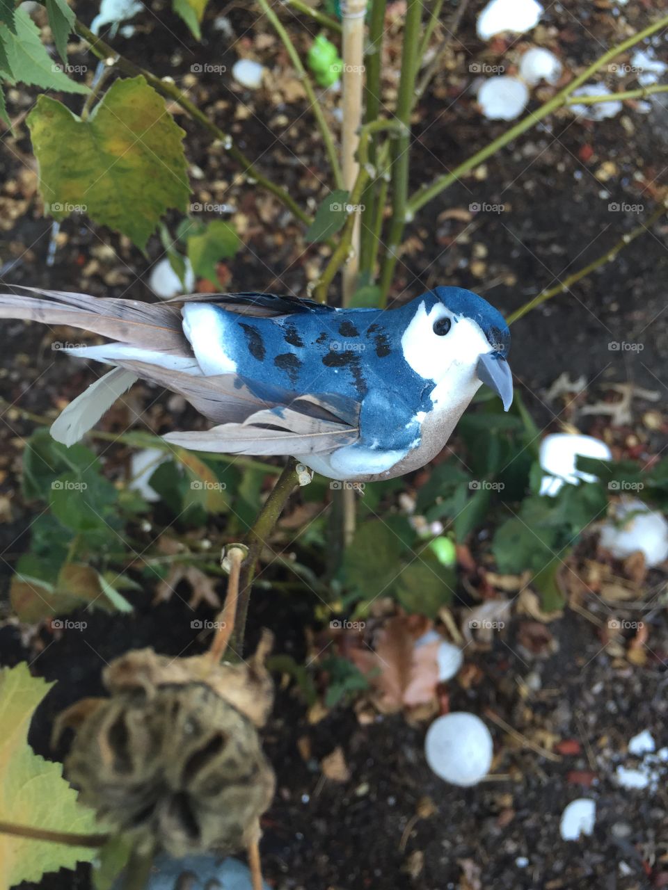 Portrait of a blue bird