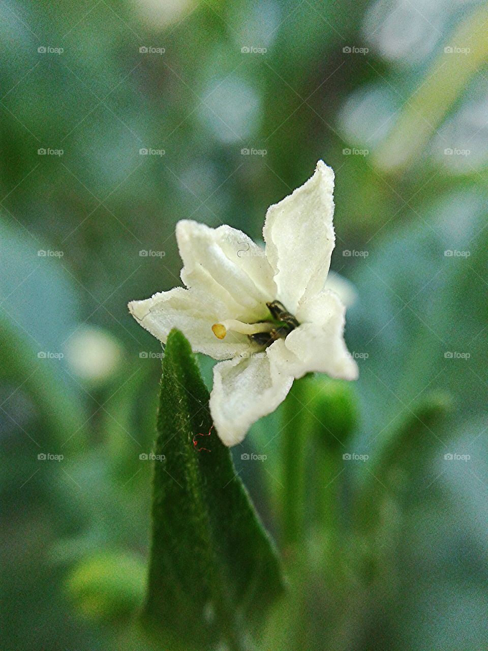 chili flower. chili flower in garden