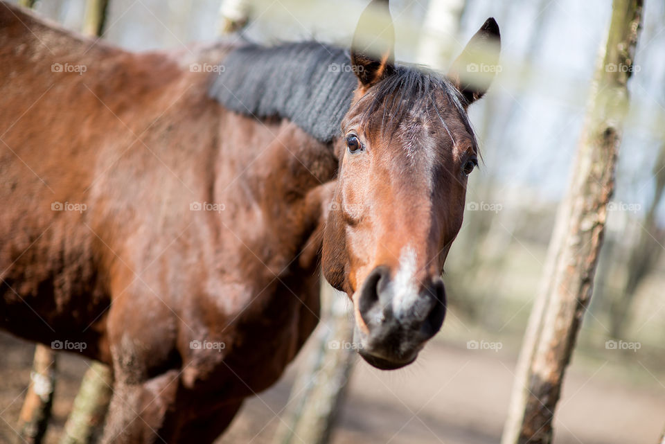 Brown horse looking to camera