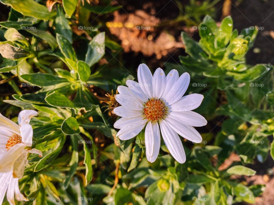 Daisy flower 