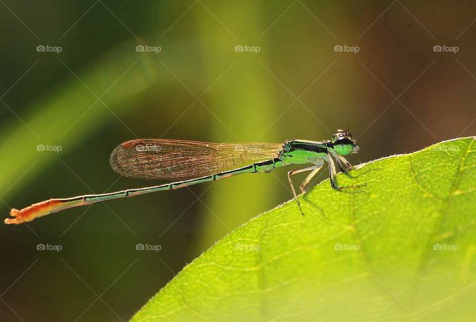 Pruinosed dartlet. The tiny one ever captured for the site of wet, not far from the fishpound, river of irrigation paddy field. The body's green and top tailed with yellow-orange. Narrow wings with little spot calling pterostigma.