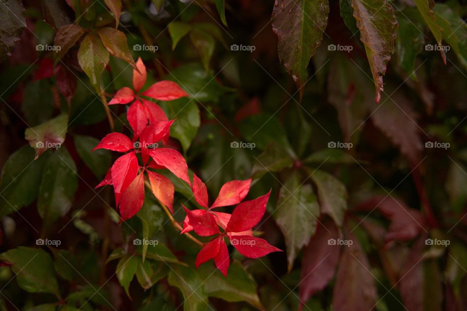 Red and green leaves of wild grapes