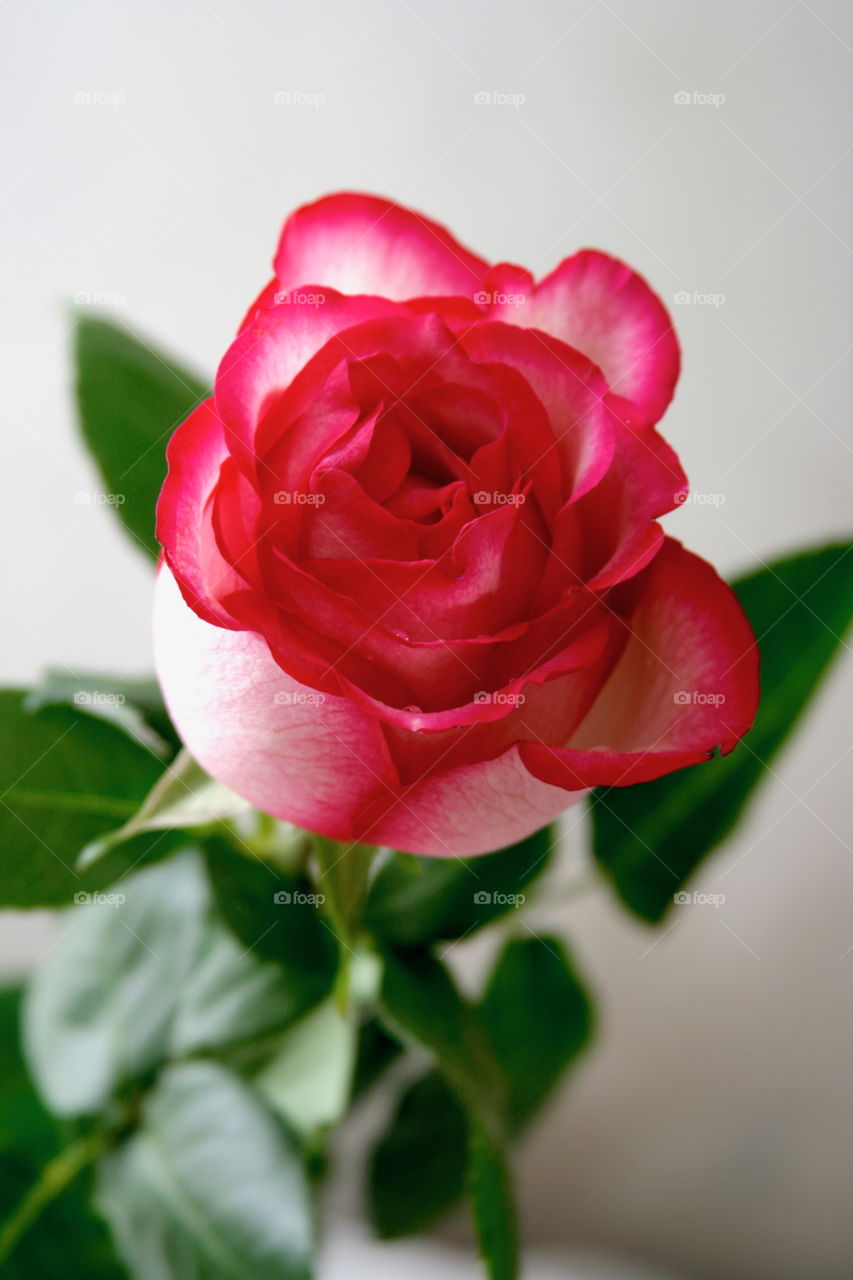 Flower. Rose