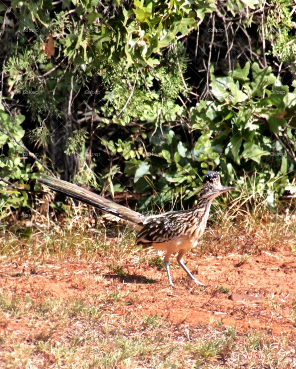 Road Runner Closeup 