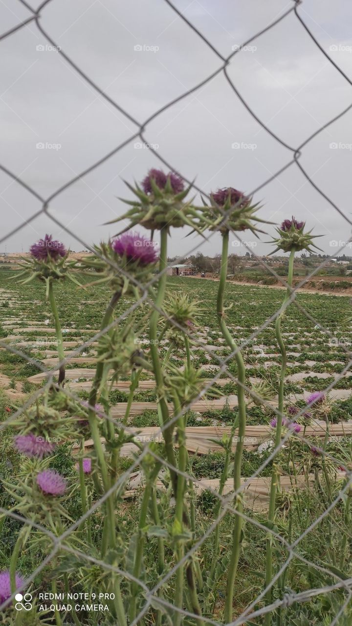 artist adham almdhoun