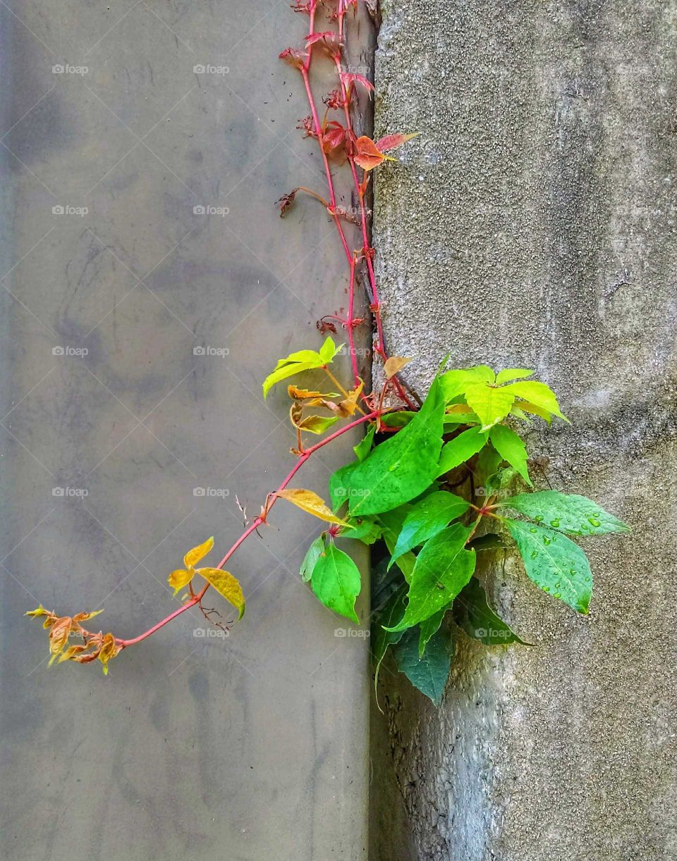 plant clinging to a concrete structure with its vine