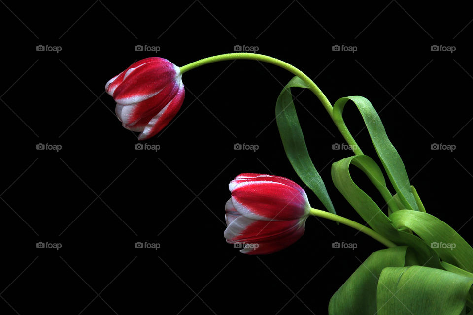 red tulip with black background.