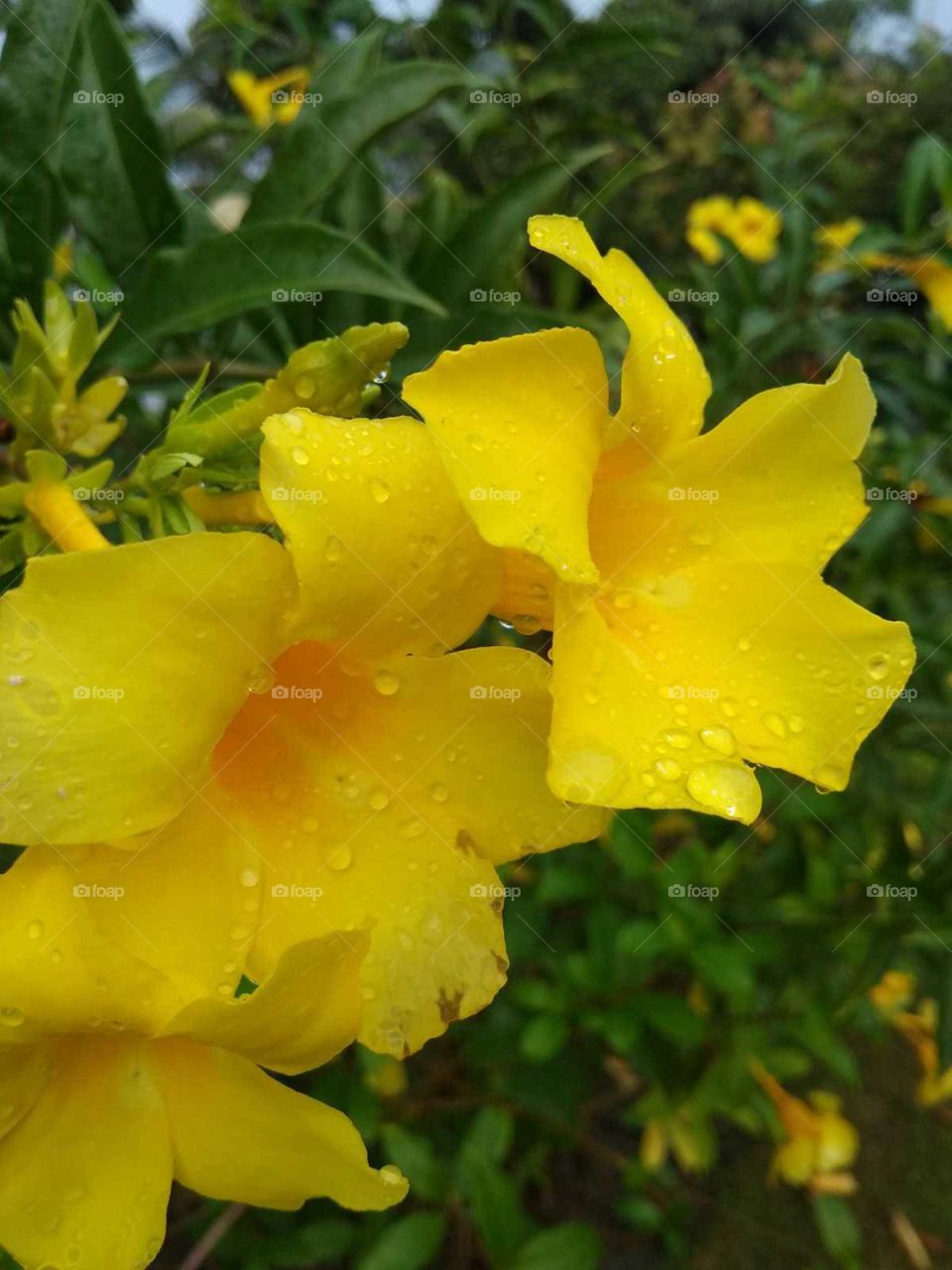 yellow flower in garden