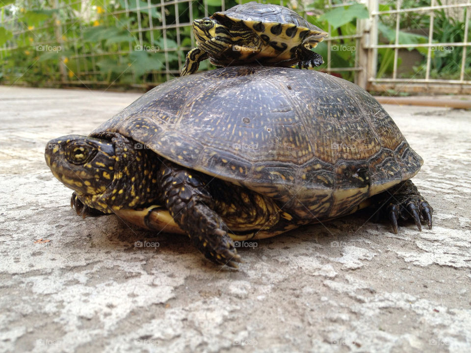 Close-up of two tortoise
