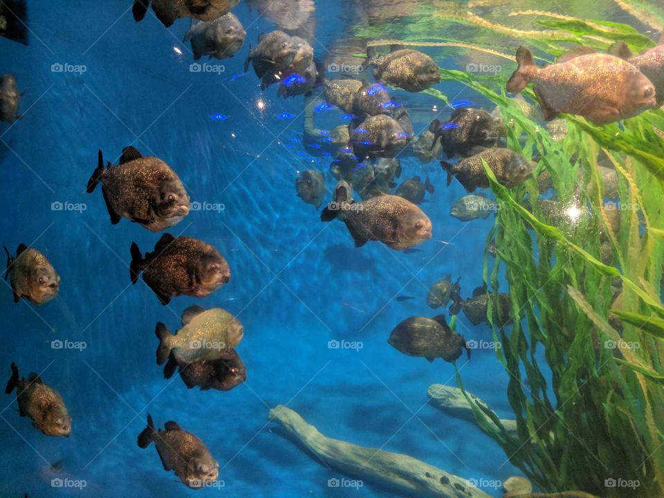 Kuala Lumpur aquarium 🐟