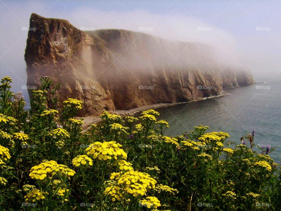 blooming yellow flowers by the ocean