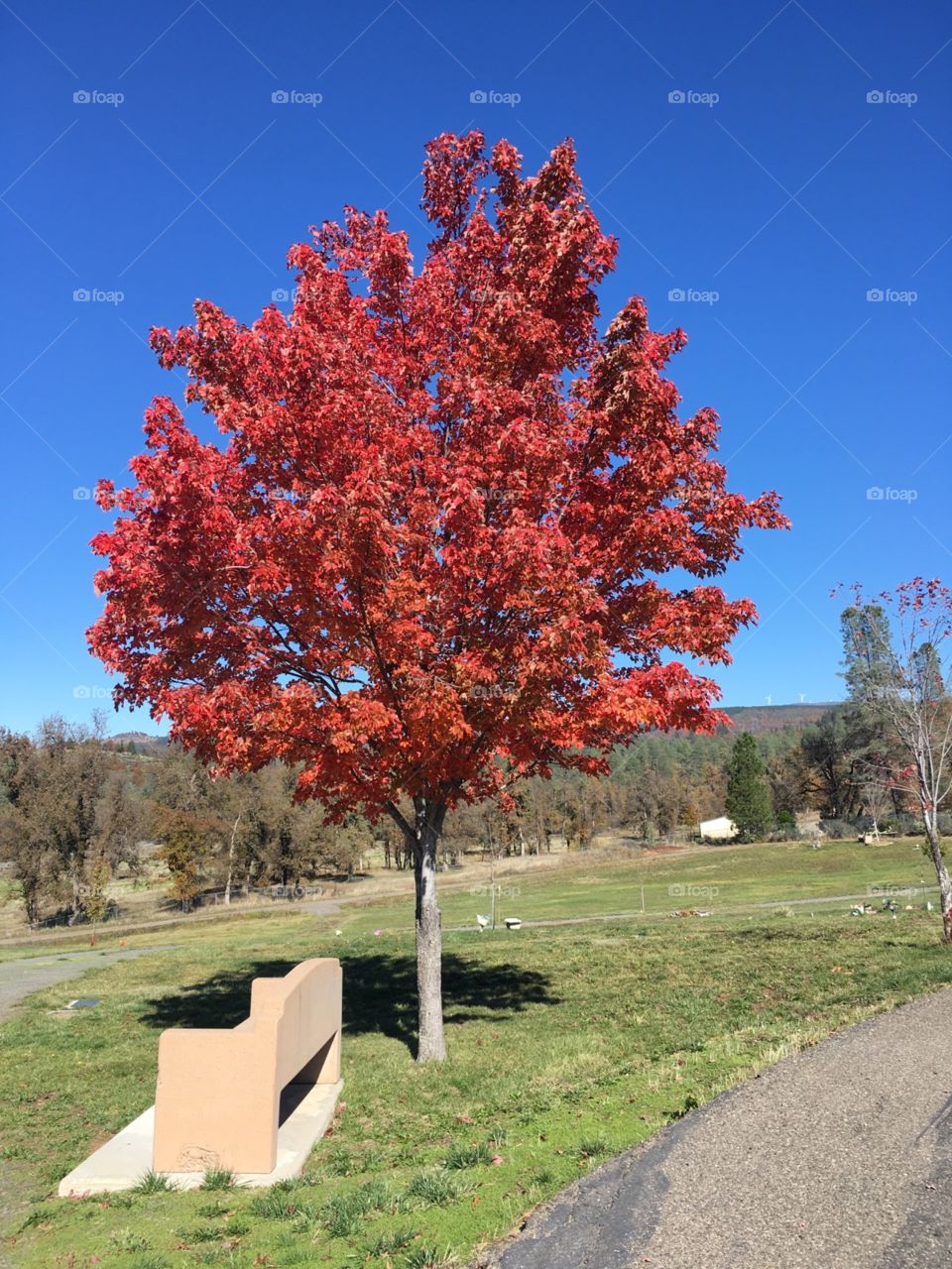 The brightest tree in the local cemetery