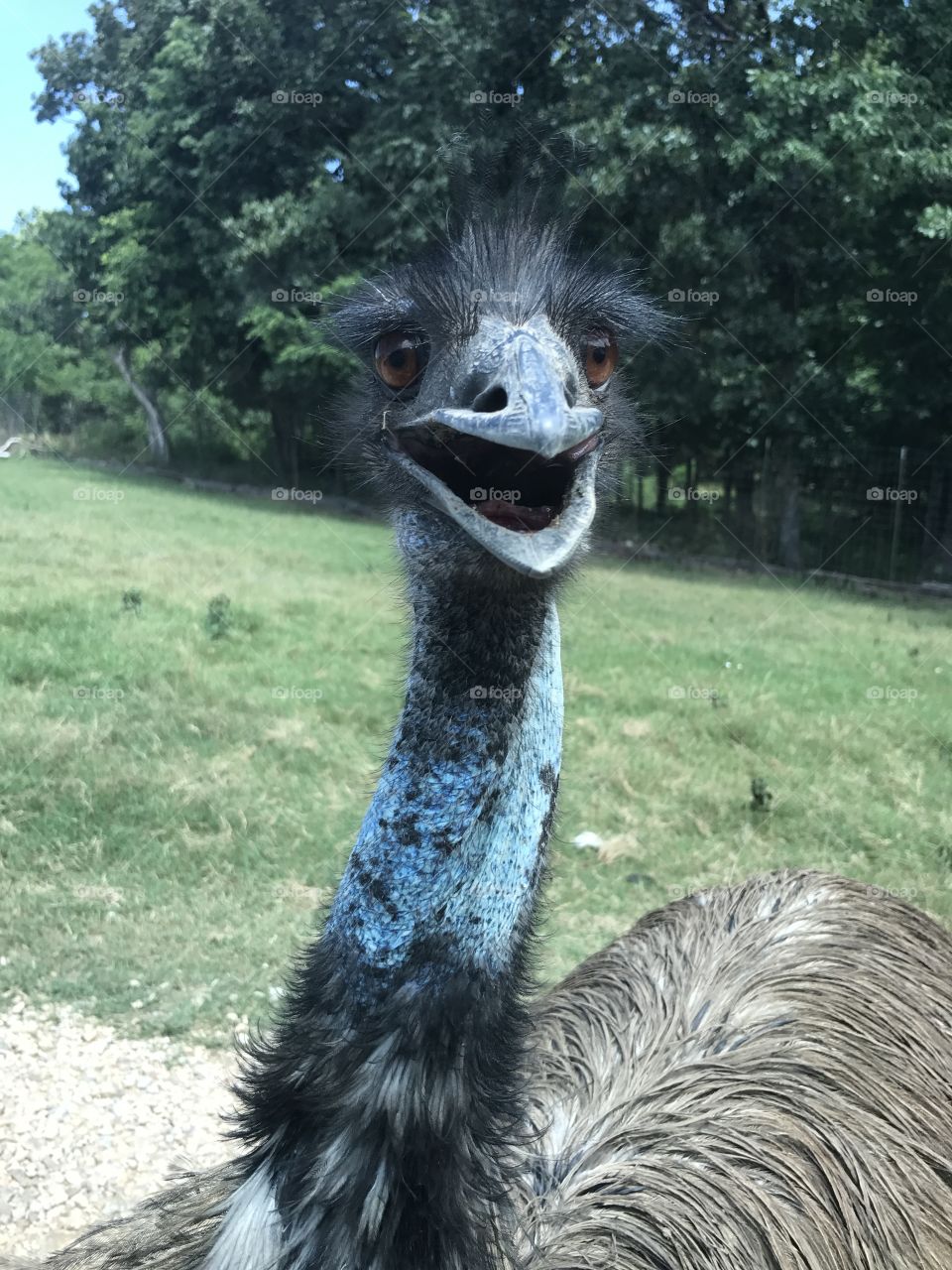 Funny Emu!