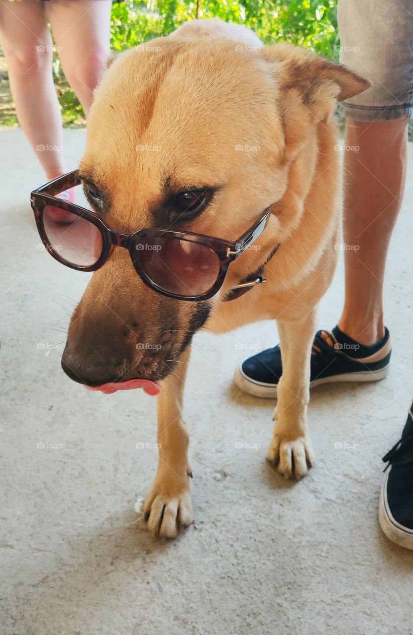 Doggo with sunglasses