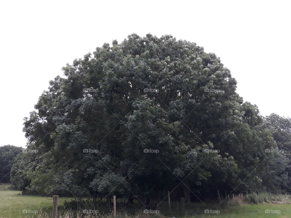 beautiful big tree on the landscape the Netherlands