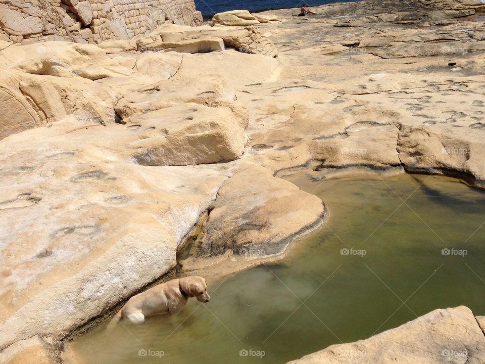 Natural pool with a Labrador on the rocks