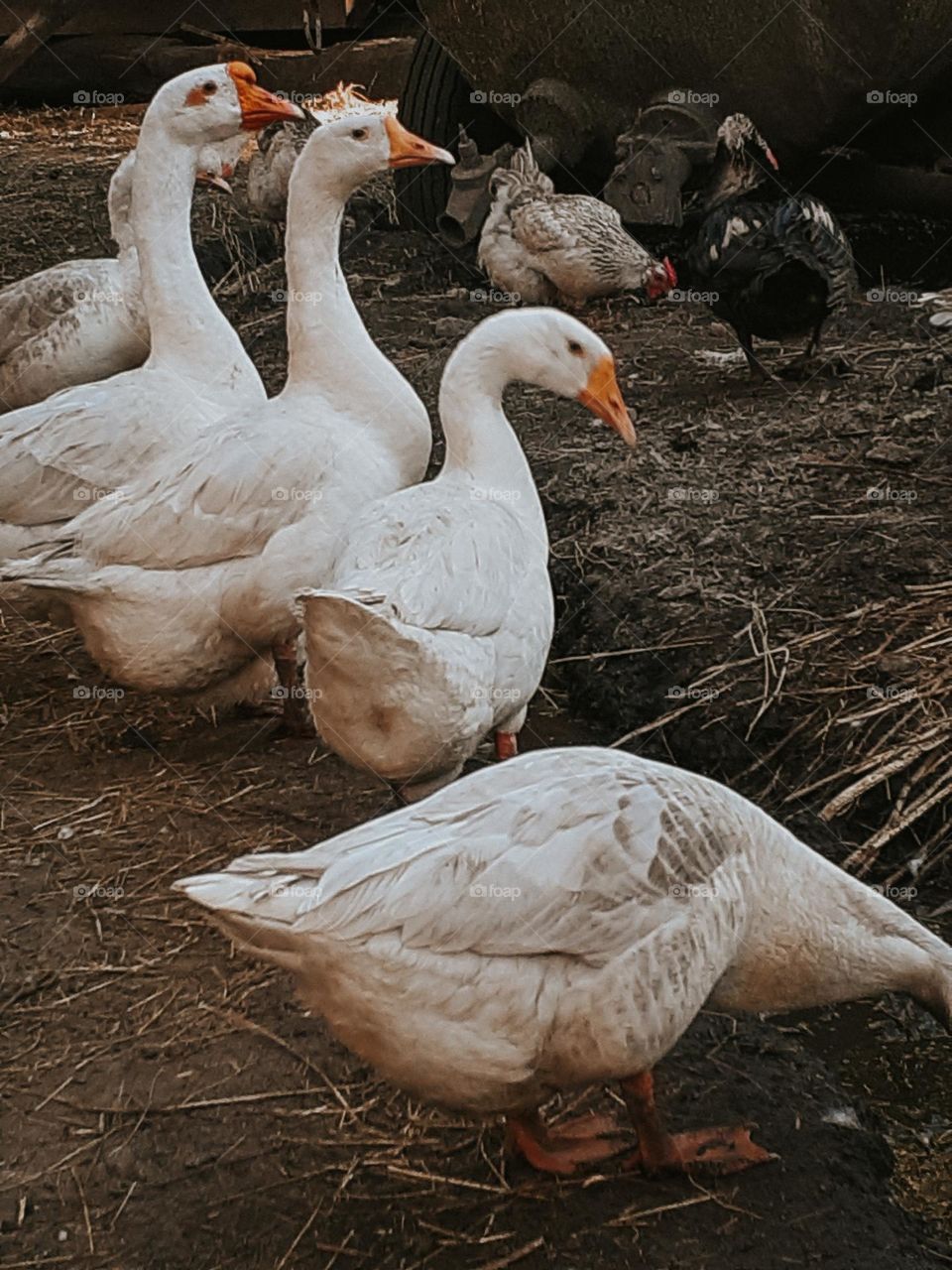 Geese