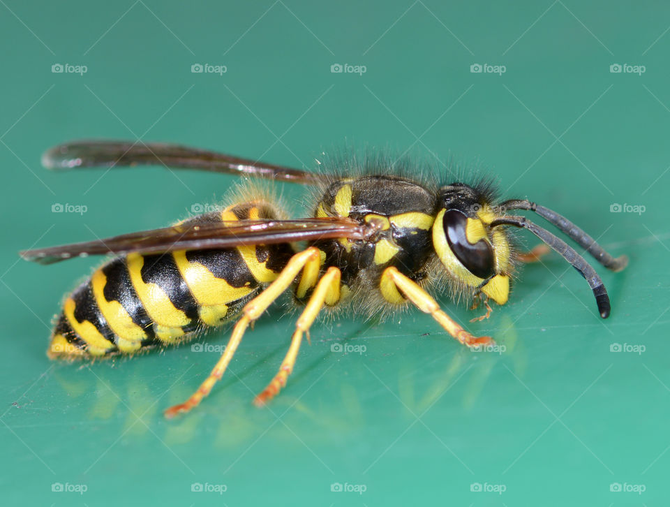 Yellow Jacket side view 