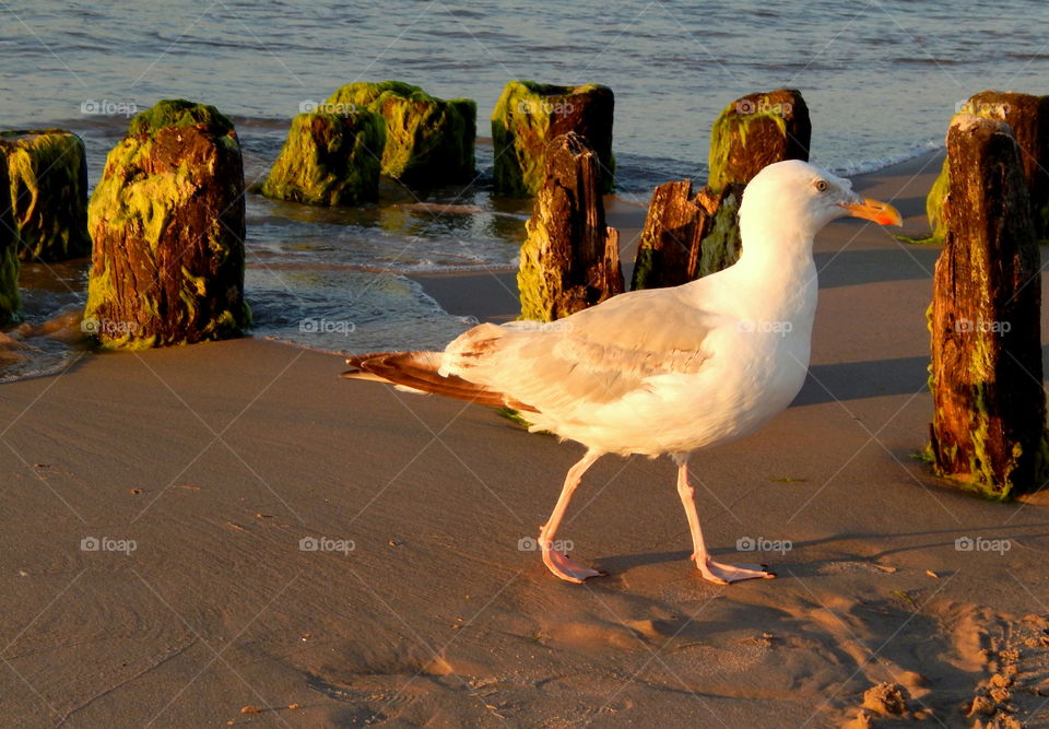 Seagulls is looking for something delicious