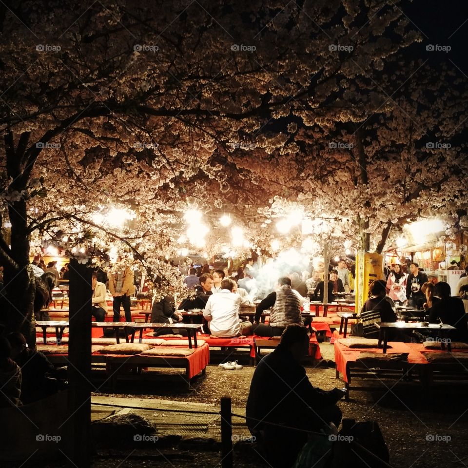 evening under sakura trees. Tradition in Japan to enjoy food and company under blossoming sakuras is called Hanami.
