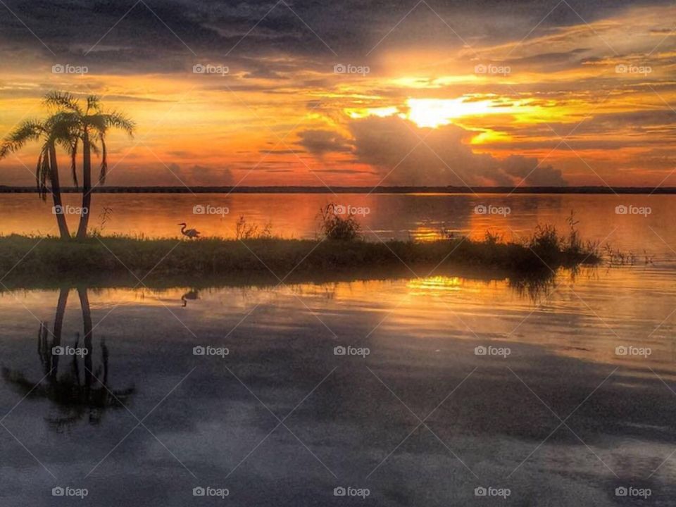 Summer sunset over the lake with a palm tree silhouette 