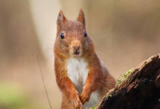 Squirrel seems to be surprised
