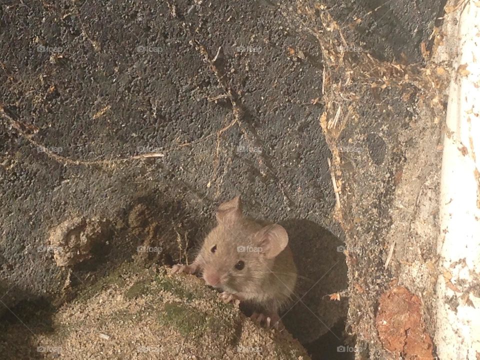 A little mouse at the house