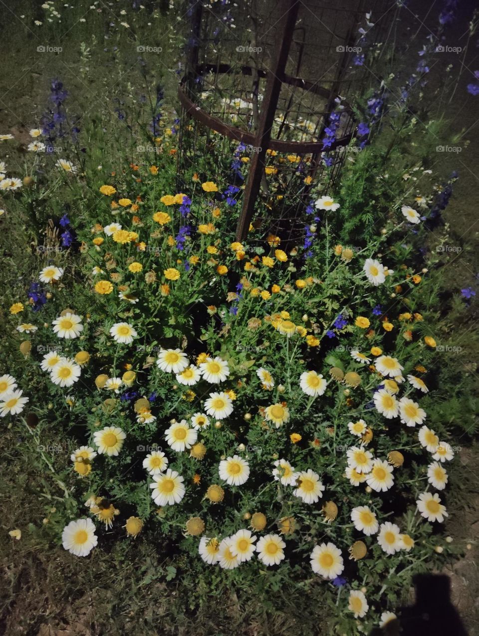 different types of colour of flowers, yellow white violet etc.seasonal, fresh shurb small size looks very beautiful generally found everywhere