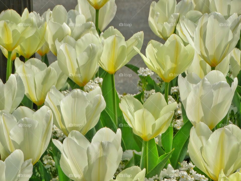 White Tulips