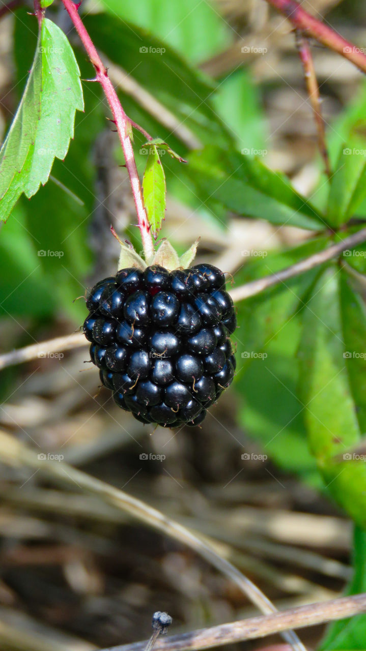 Blackberry