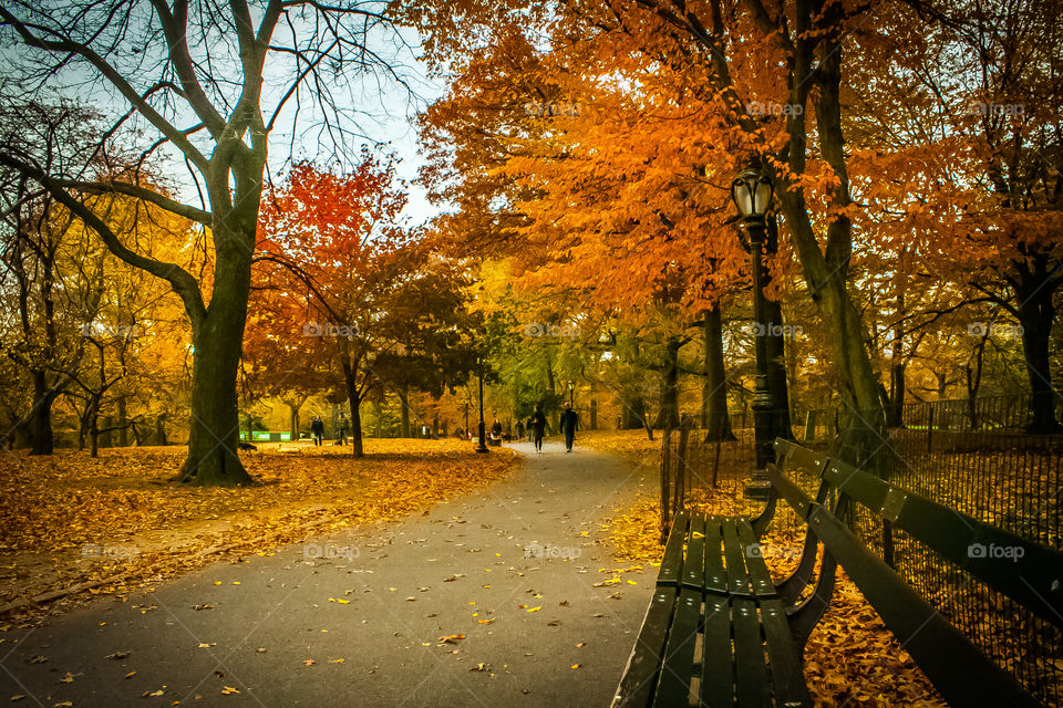 Fall in New York. Central Park