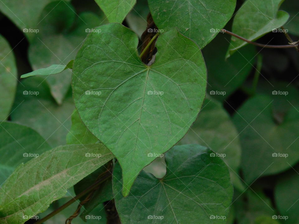 Heart shaped leaf, leaves looking very lovely. Glorious mother nature