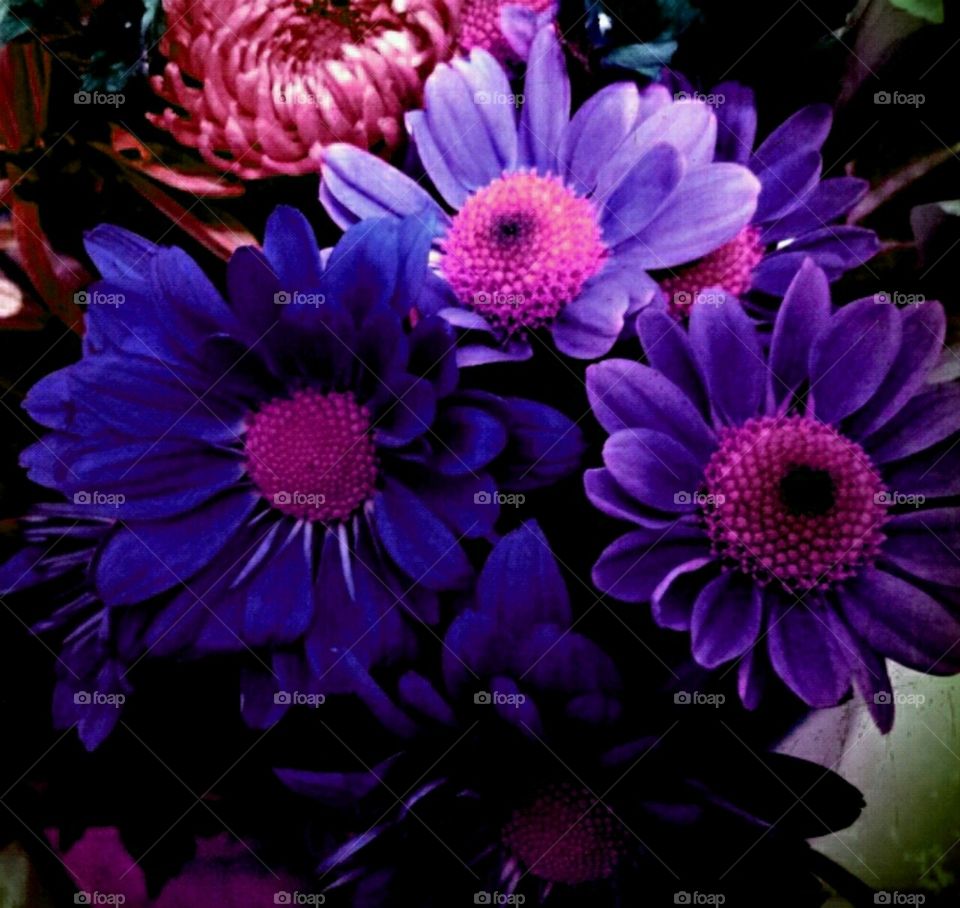 after glo. fall daisy