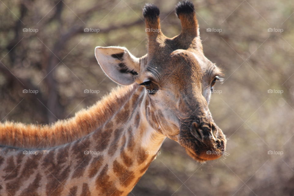 Giraffe to look like that 