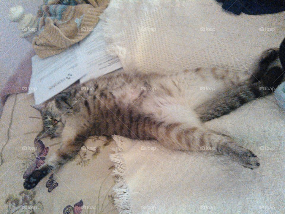 lazy cat, Tiger Lilly