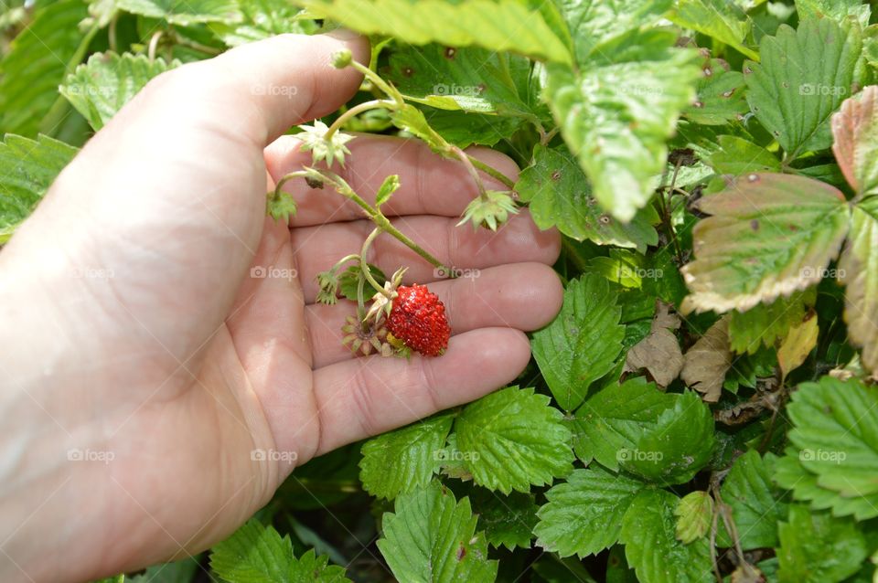 strawberries on field